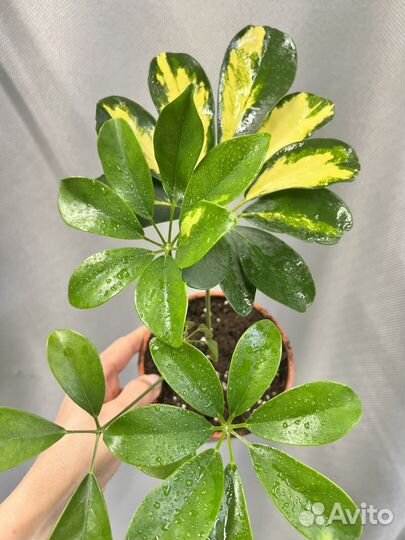 Комнатные цветы-шефлера