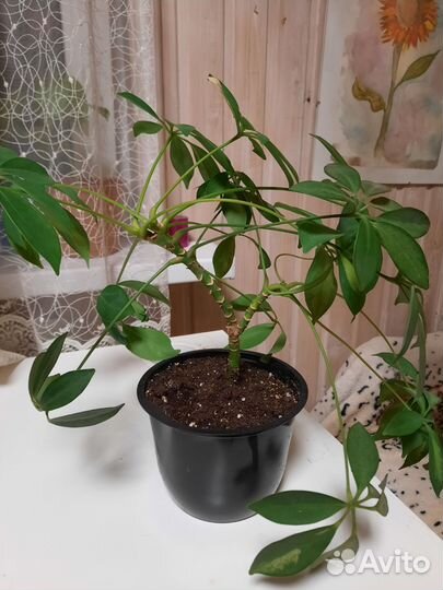 Шефлера вариегатная