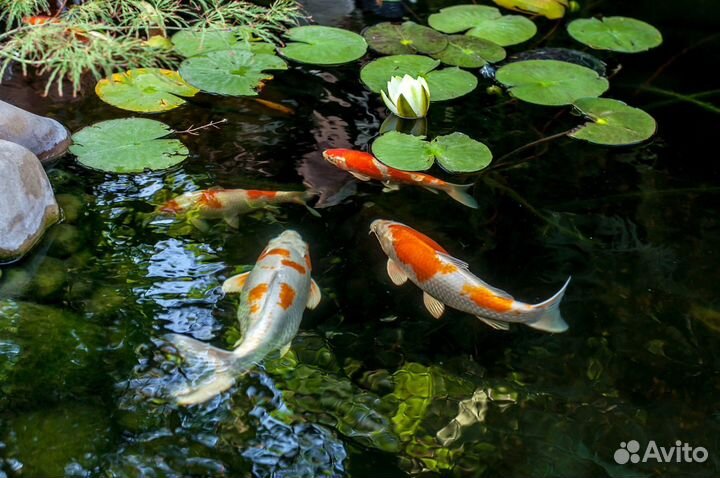 Плавающий корм для рыб