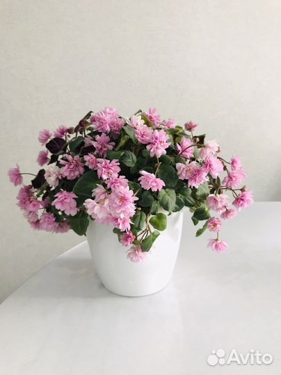 Фиалка сенполия