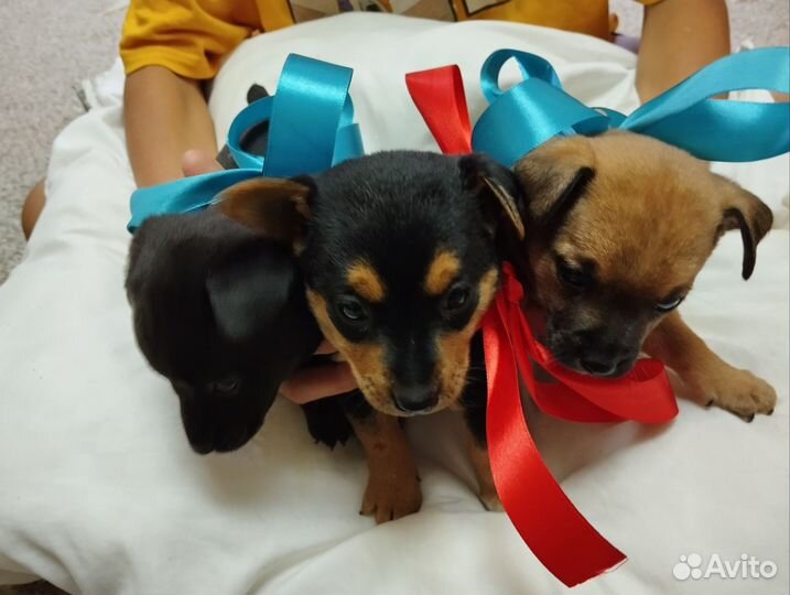 Щенки маленькой дворняжки им только месяц