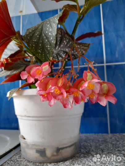 Материнская бегония