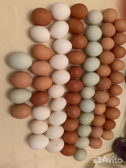 Домашние куриные яйца Москва