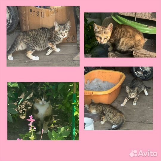 Кошка и котята