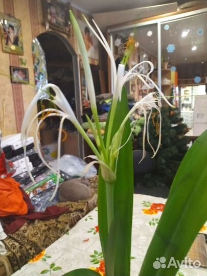 Гименокаллис лилия паук