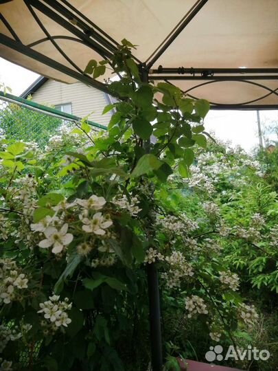 Ежевика саженцы