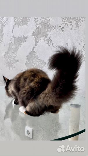 Мейн-кун девочка