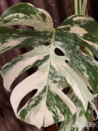 Монстера вариегатная альба