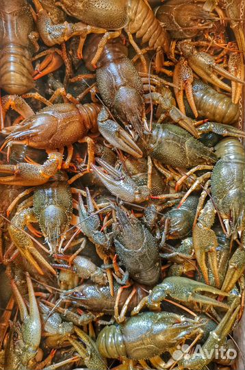 Дикие Волжские живые раки опт\розница