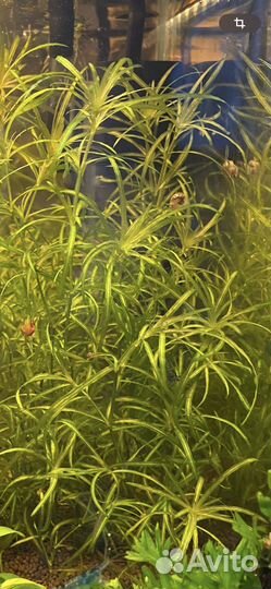 Отдам излишки аквариумных растений