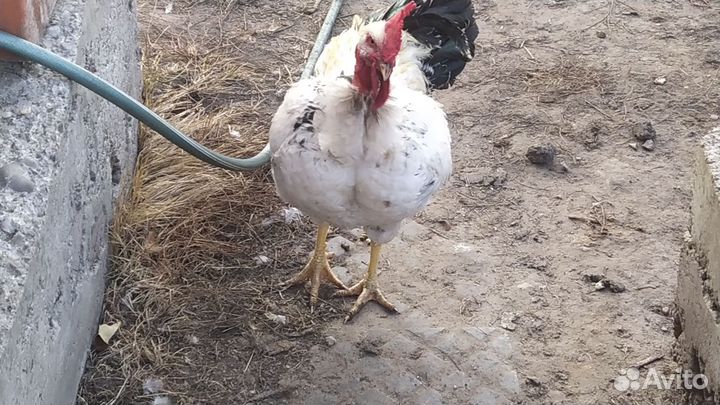 Петухи голошейки