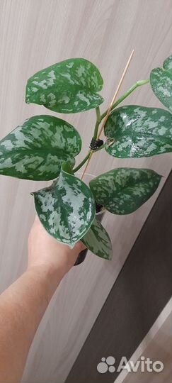 Сциндапсус экзотика