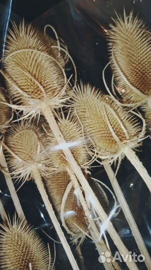 Сухоцветы.Интерьерный букет