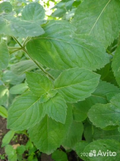 Мята перечная, Мелисса