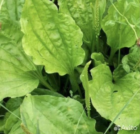 Подорожник