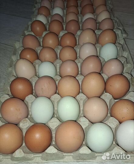 Инкубационное яйцо