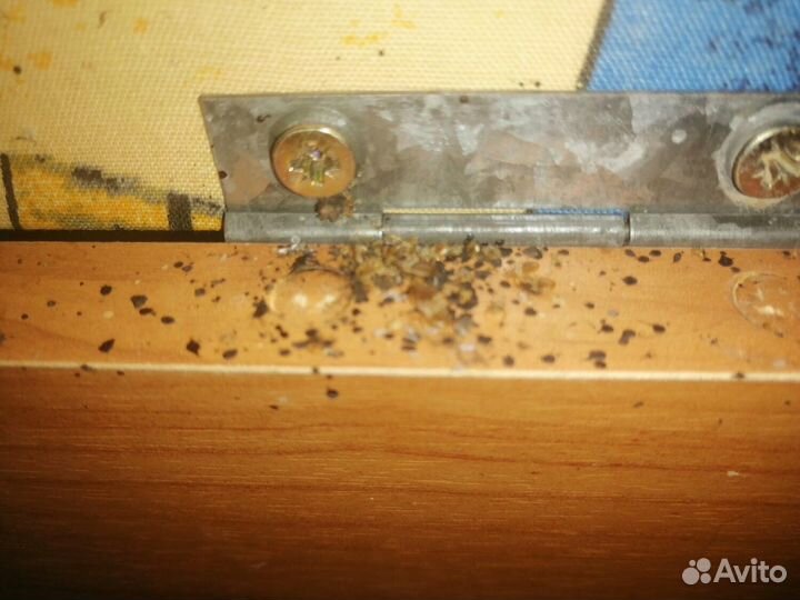 Дезинфекция тараканов клопов морить насекомых