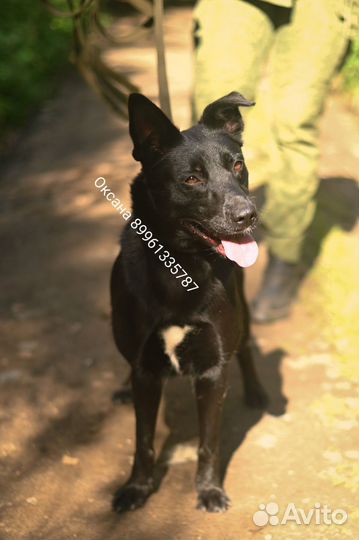 Собака в добрые руки