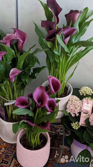 Каллы темные редкие