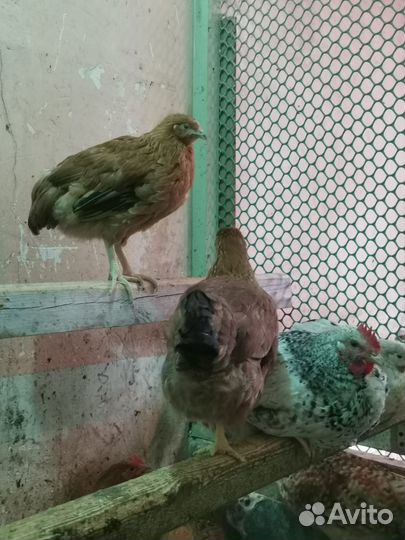 Куры молодки несушки доминант