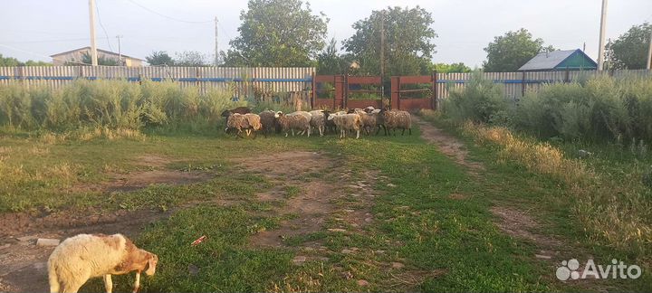 Овцы бараны