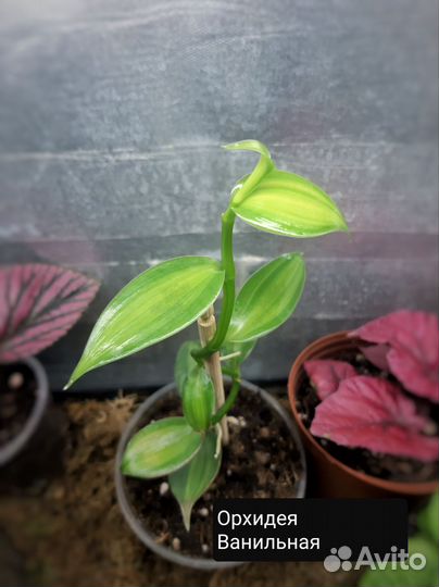 Орхидея Ваниль