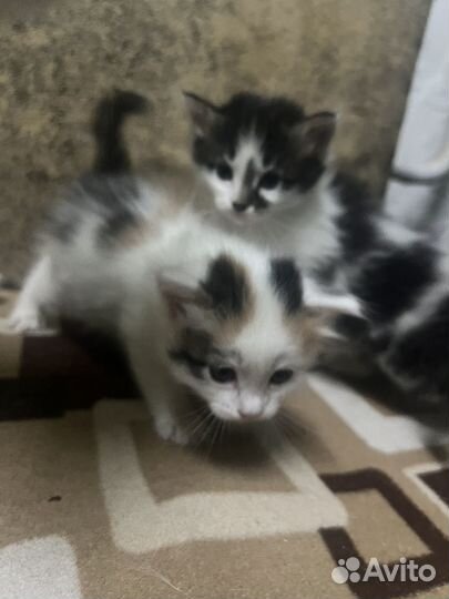 Отдам котят в добрые руки