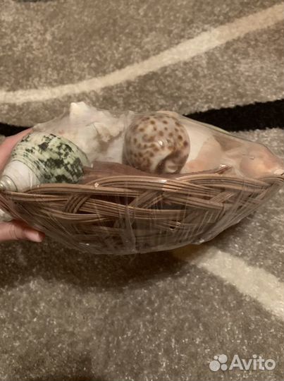 Большой набор ракушек для интерьера