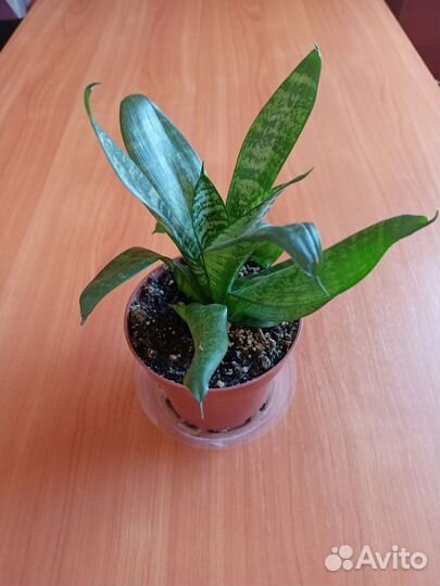 Сансевиерия