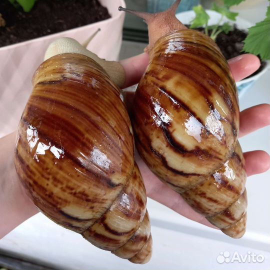 Улитки Ахатины, Архахатины + товары для них