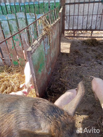 Поросята Дюрок/см.привиты,кастрированы