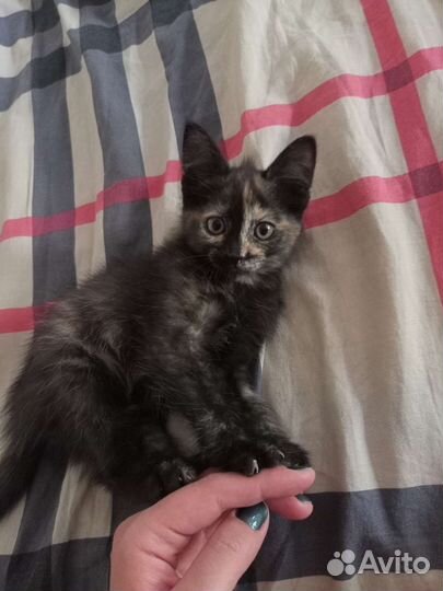 Кошка в дар