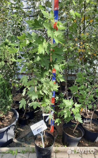 Клен сахаристый серебристый в горшках сажать летом