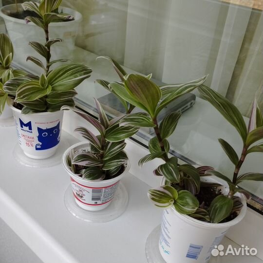 Традесканция Нанук