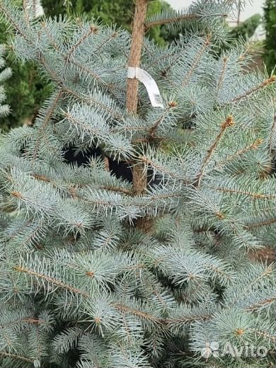 Ель Блю Даймонд