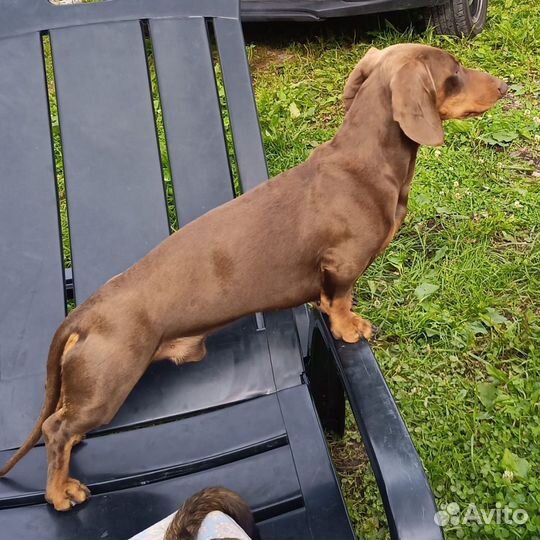 Такса, вязка