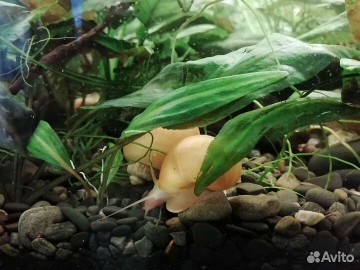 Криптокарина, креветки, ампулярии