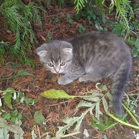 Котята в добрые руки бесплатно