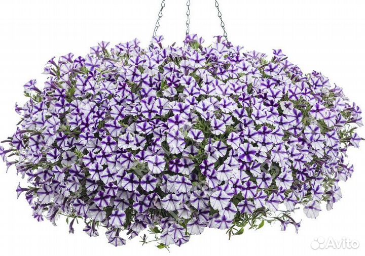 Вегетативная петуния, калибрахоа, алиссум