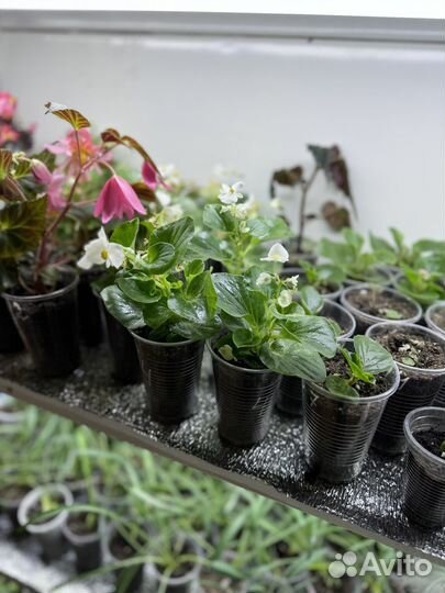 Рассада цветы