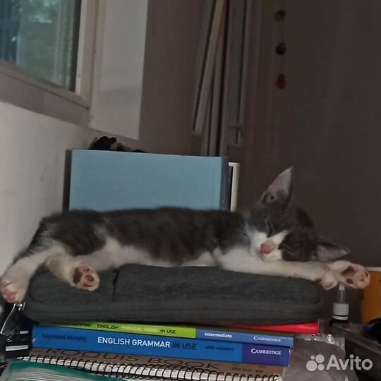 Котенок 1,5 месяца. Хрюня/Бибик