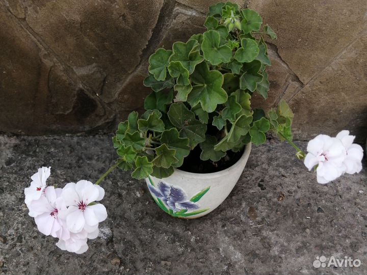 Пеларгония герань