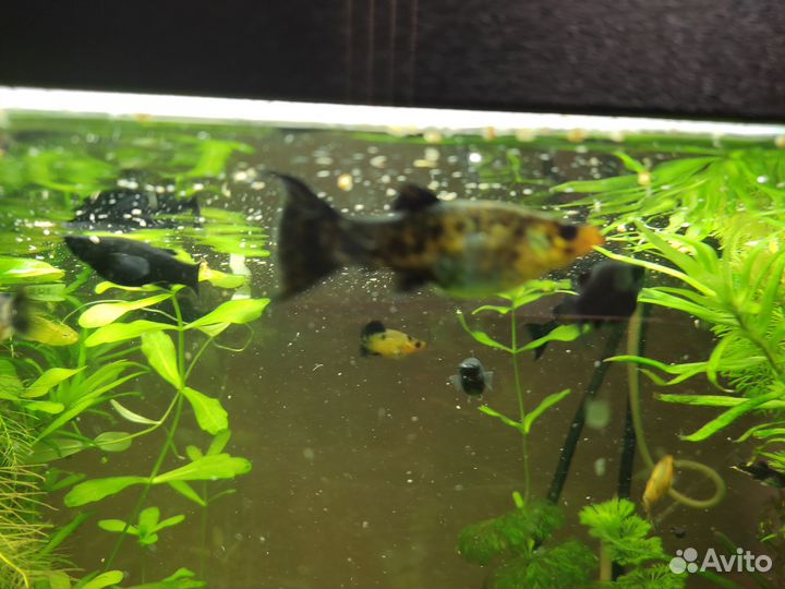 Моллинезия