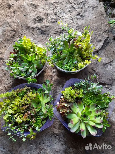 Набор многолетних растений