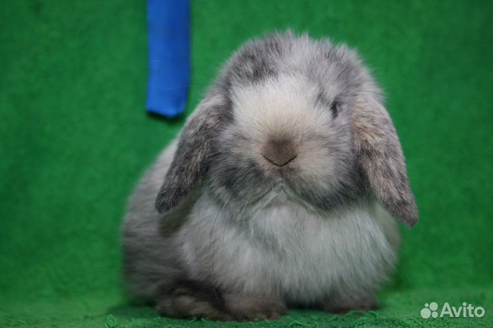 Минор, рекс. Доставка по России