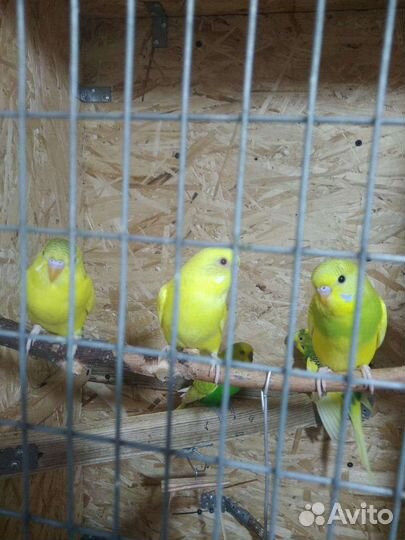 Волнистый попугай