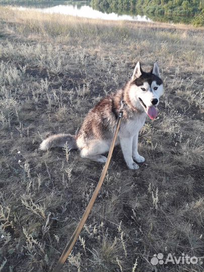 Хаски в добрые руки