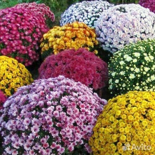 Хризантемы мультифлора