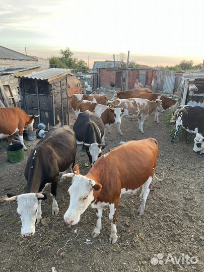 Коровы, тёлочки,бычки, телята