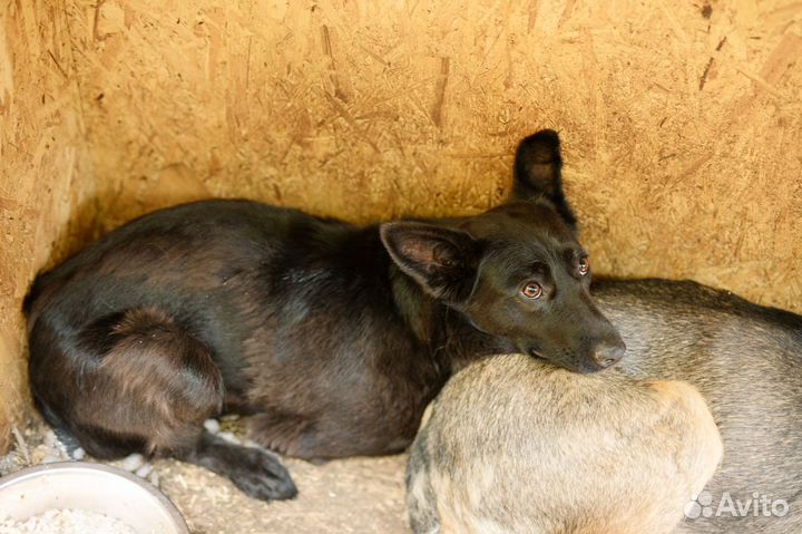 Трехлапочка Габби ждет чудо